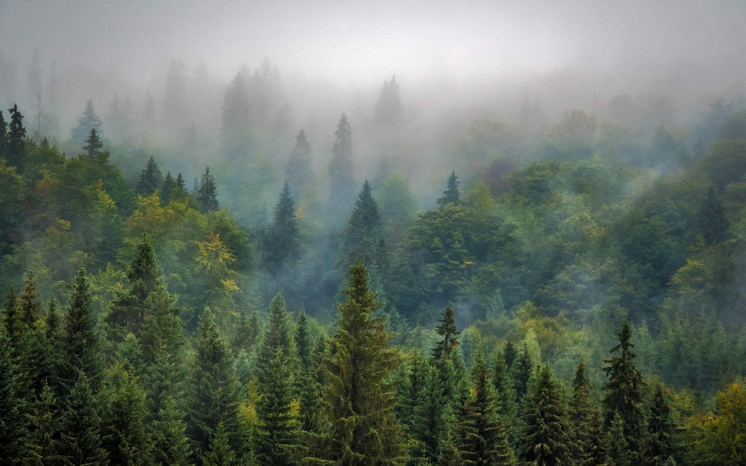 Tipos de bosques - De Tipos