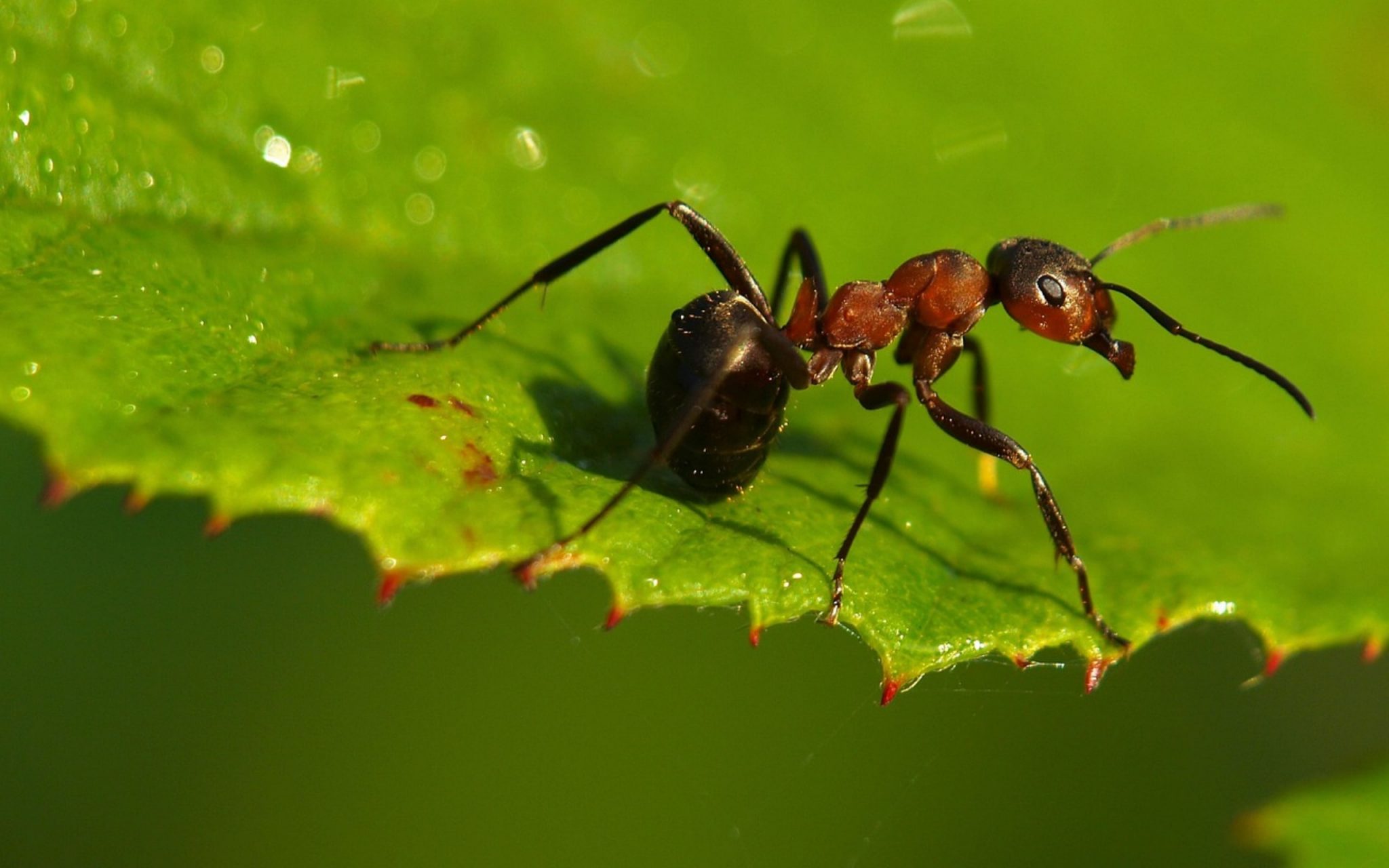 Скорость муравья м мин. Муравей. Планет муравьи. Муравей техника.