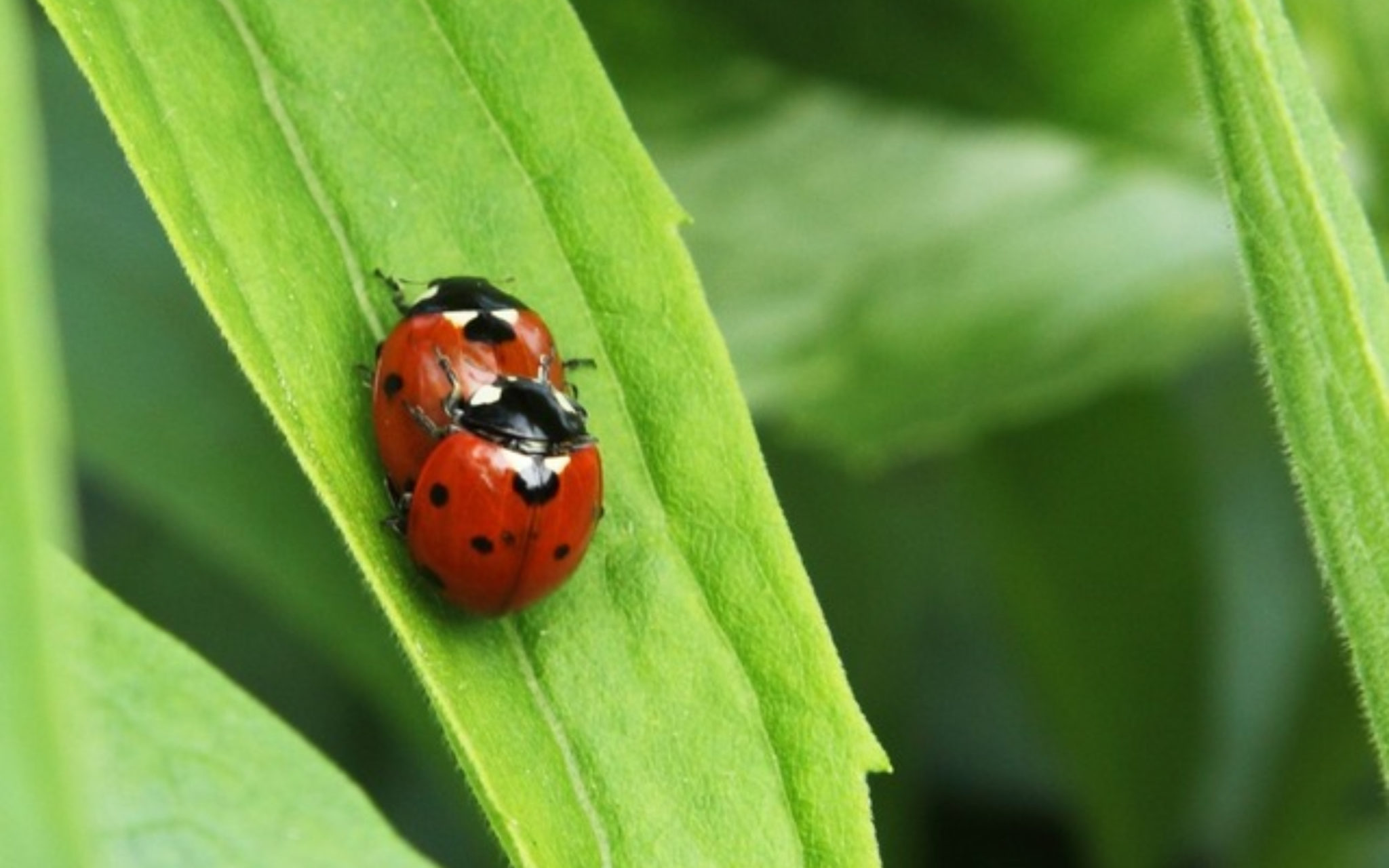 Глаза божьей коровки. Рапсовый Листоед. Жук Божья коровка. Ladybird Божья коровка. Листоед четырехточечный.